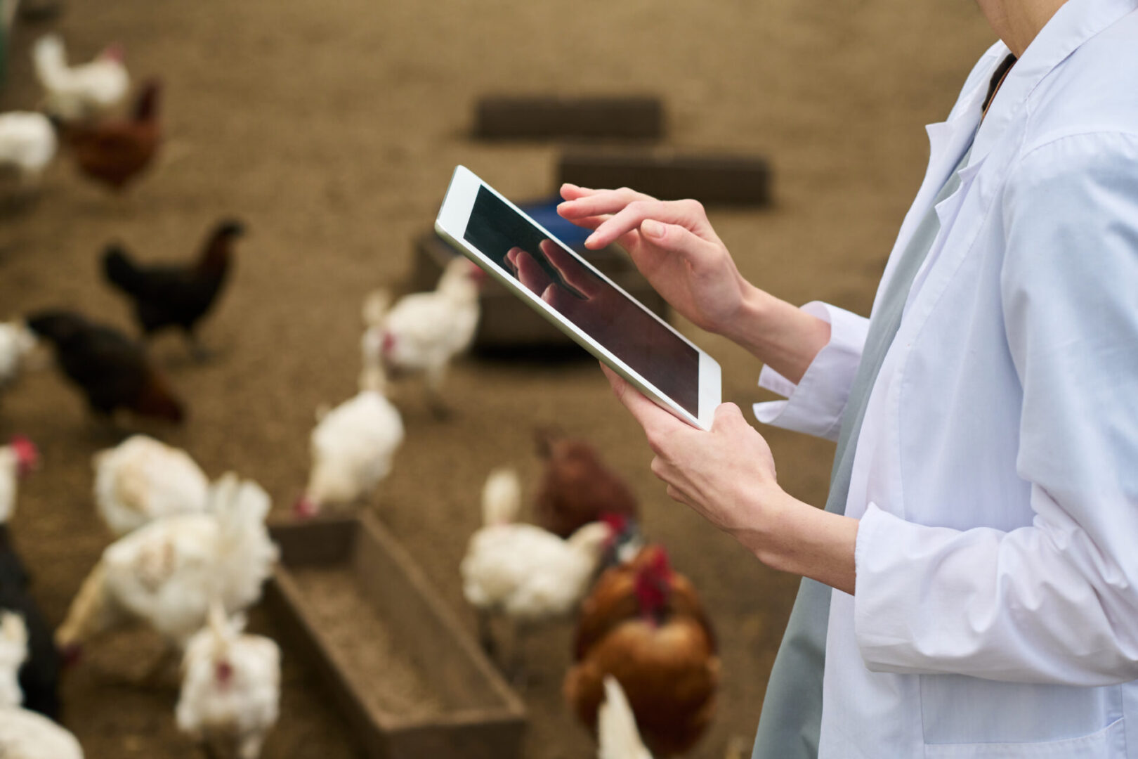 Person using tablet among chickens in farm.